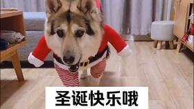 疫苗,注射,注意事項