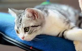 貓做絕育手術(shù)前后注意事項,母貓做絕育手術(shù)后注意事項,貓絕育手術(shù)注意事項及術(shù)后護理