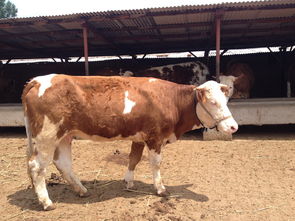 牛犢,注意事項(xiàng),挑選