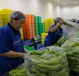 蔬菜分揀注意事項(xiàng)