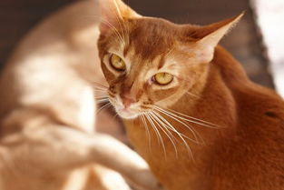 飼養(yǎng),注意事項(xiàng),寵物貓