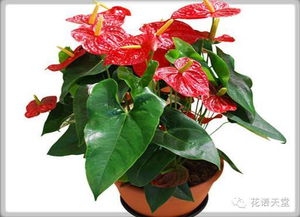 紅掌的養(yǎng)殖方法和注意事項有哪些