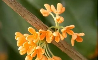 桂花重壓主干注意事項