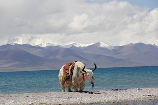 注意事項(xiàng)