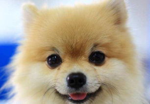 博美驅(qū)蟲(chóng)注意事項(xiàng),博美洗澡注意事項(xiàng),博美喝水要注意事項(xiàng)