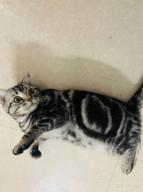 美短飼養(yǎng)注意事項