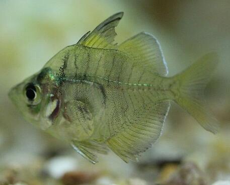 魚缸養(yǎng)草魚注意事項(xiàng)