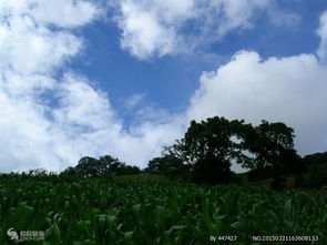 大理,注意事項,旅游