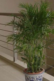 夏威夷,竹子,繁殖,注意事項(xiàng)