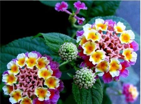 五色梅馬纓丹的養(yǎng)殖方法和注意事項(xiàng),五色梅冬天的養(yǎng)殖方法跟注意事項(xiàng),五色梅的養(yǎng)殖方法跟注意事項(xiàng)