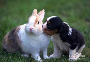 絕育,兔子,注意事項(xiàng)