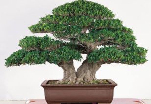 玻璃樹的養(yǎng)殖方法和注意事項(xiàng)