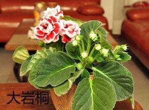 葉面,噴水,花卉,注意事項