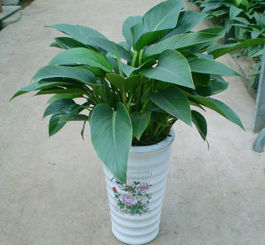 大葉金鉆的養(yǎng)殖方法和注意事項,小金鉆的養(yǎng)殖方法和注意事項,金鉆羅漢松的養(yǎng)殖方法和注意事項