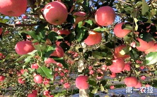 采摘草莓注意事項(xiàng),番茄采摘注意事項(xiàng),秋葵采摘注意事項(xiàng)