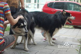 女子與狗交配注意事項