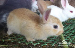 兔子絕育后注意事項(xiàng),貓咪絕育前注意事項(xiàng),公貓絕育后注意事項(xiàng)