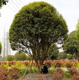 移栽,樹(shù)木,注意事項(xiàng),冬天