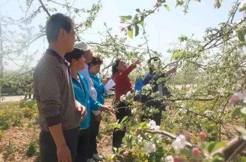 蘋果樹,注意事項