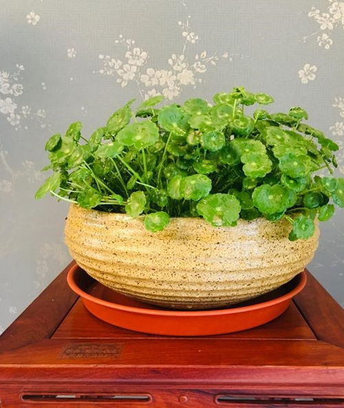 注意事項(xiàng),花橄菜