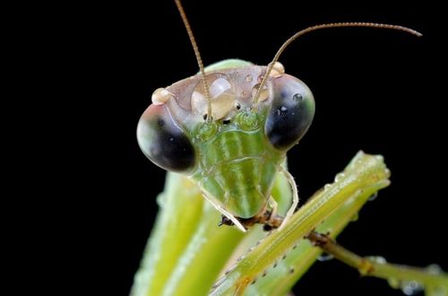 養(yǎng)螳螂注意事項