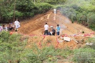 墳地栽樹(shù)的注意事項(xiàng)