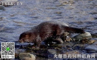 兔子交配注意事項(xiàng),水貂保養(yǎng)注意事項(xiàng),飼養(yǎng)水貂的注意事項(xiàng)