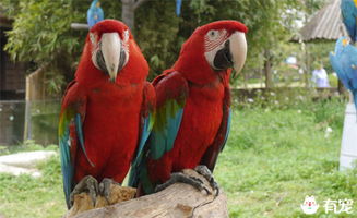 鸚鵡孵化期間注意事項