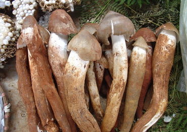 黑雞樅種植注意事項(xiàng)