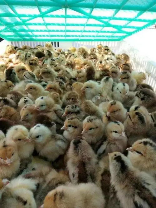 鴿子做疫苗后注意事項