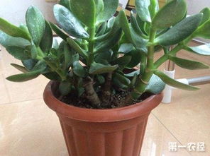 棕櫚樹移栽注意事項,棕櫚樹的養(yǎng)殖方法和注意事項,棕櫚樹怎么修剪