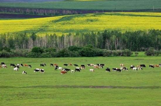 7月去草原注意事項