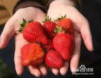 家養(yǎng)草莓注意事項(xiàng)
