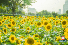 向日葵的注意事項,向日葵移栽注意事項,向日葵種植注意事項