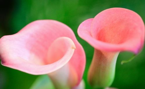 養(yǎng)殖,注意事項,方法,養(yǎng)馬