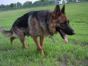 德牧飲食注意事項