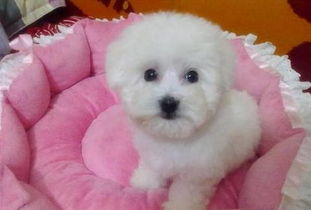 注意事項(xiàng),冠狀病毒,比熊