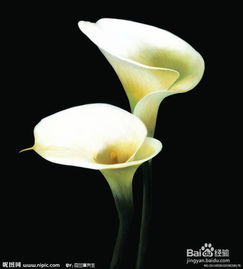 馬蹄蓮水養(yǎng)方法和注意事項(xiàng)