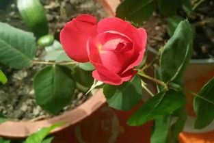 凌霄花秋天移栽注意事項(xiàng),凌霄花移植注意事項(xiàng),凌霄花的養(yǎng)殖方法和注意事項(xiàng)