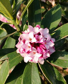 金邊,瑞香,繁殖,注意事項(xiàng)