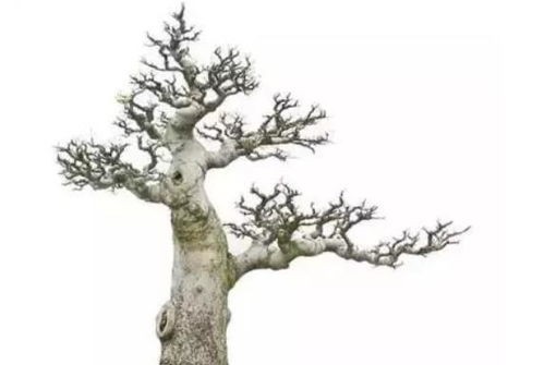 樸樹(shù)下山樁注意事項(xiàng)