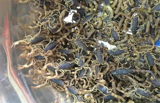 晚上照蝎子注意事項(xiàng)