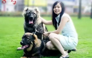 夏天室外養(yǎng)狗注意事項