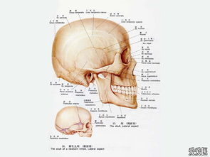 解剖時的注意事項,解剖魚的注意事項,解剖蛔蟲的注意事項