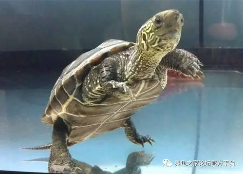 冬天家里養(yǎng)王八注意事項