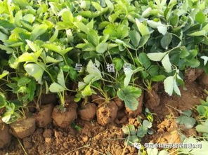 秋季花木移植緩苗期注意事項