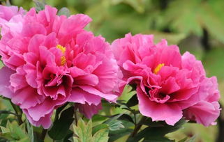 牡丹花,開花,注意事項