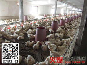 肉雞初春養(yǎng)殖注意事項(xiàng)