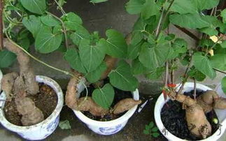 何首烏泡水喝注意事項