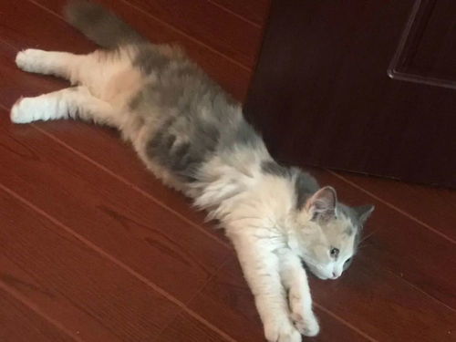 貓咪托運(yùn)要注意事項